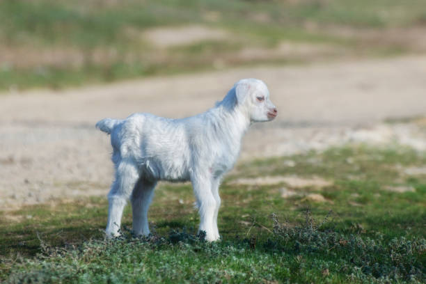 istock White little goatling jumping on the spring lawn. 1147060719