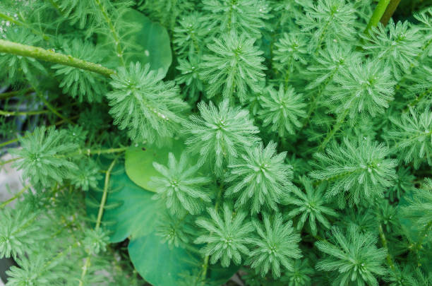 myriophyllum spicatum/aquaticum en un estanque - myriophyllum aquaticum fotografías e imágenes de stock