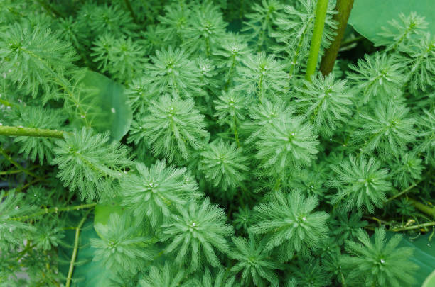 myriophyllum spicatum/aquaticum en un estanque - myriophyllum aquaticum fotografías e imágenes de stock