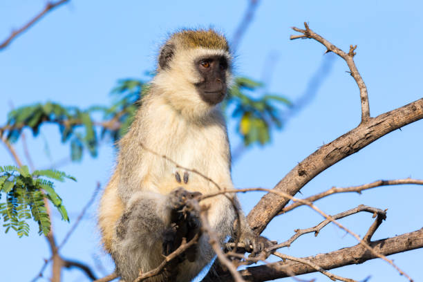 istock A monkey sits on the branch of a tree 1147063754