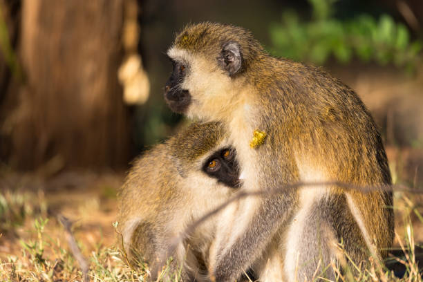 istock A mother monkey sits with a baby in her arms 1147063829