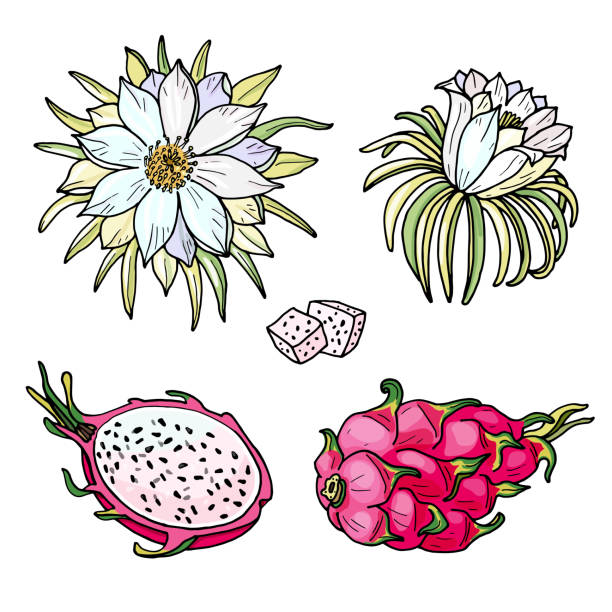 Pink pitaya.Summer tropical food for healthy lifestyle.Red dragon whole fruit and half,flower. Set of Pink pitaya fruit,flower.Summer tropical food for healthy lifestyle.Red dragon whole fruit and half.Vector hand drawn illustration.Isolated sketch on a white background. dragon fruit flower stock illustrations
