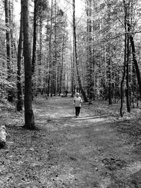 A black and white image showing tall European beech trees (Fagus sylvatica) rising from the forest floor in Abetone, Italy. The vertical lines of the trunks and the filtered canopy light create a dramatic visual rhythm, emphasizing the structured elegance and density of this montane woodland.