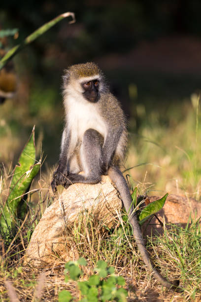 istock A monkey sits on a stone and looks into the distance 1147064648