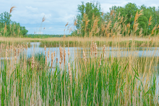 Reed along the edge of a lake below a cloudy sky in spring