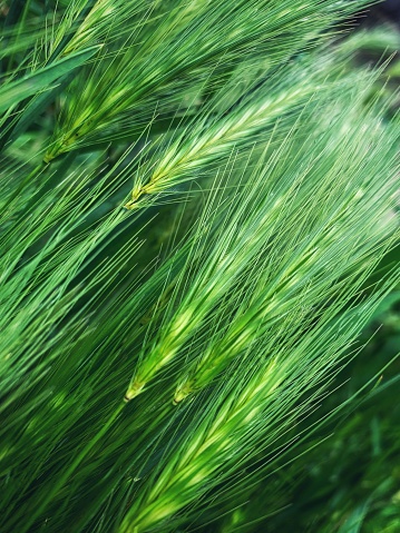 Green lawn of grass leaves in the park, detail, close-up, blurred background