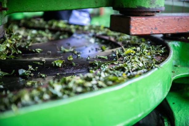 Rolling Tea Machine Stock Photo - Download Image Now - Tea Crop, Tea - Hot Drink, Food Processing Plant - iStock