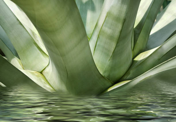 Aloe Vera plant close up background