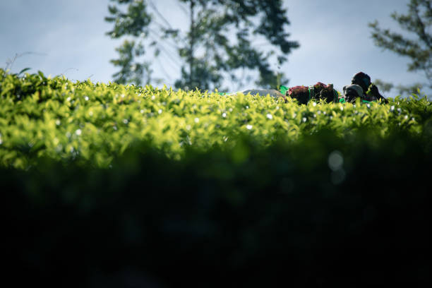 2 Sri lankan women picking tea leaves in a tea fields