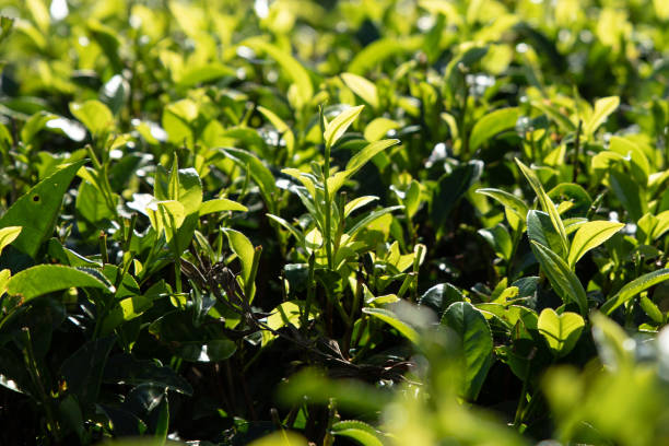 istock Tea leaves growing in Sri Lanka 1147065115
