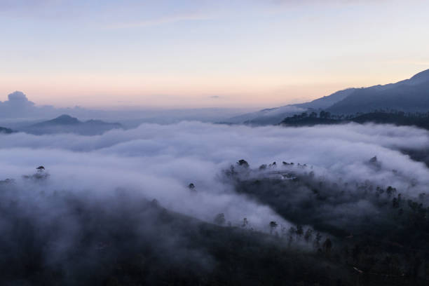 istock Sri lankan tea field early morning 1147065205