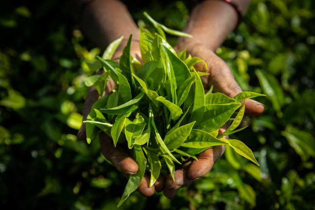 istock Woman holding sri Lankan tea leaves 1147065228