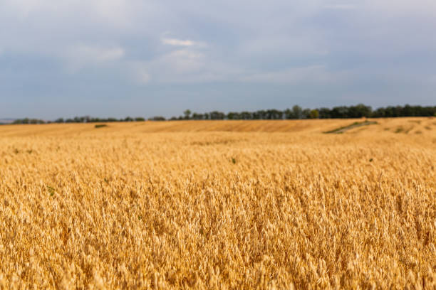 istock Landscape with ripe oats field and cloudy sky 1147065505