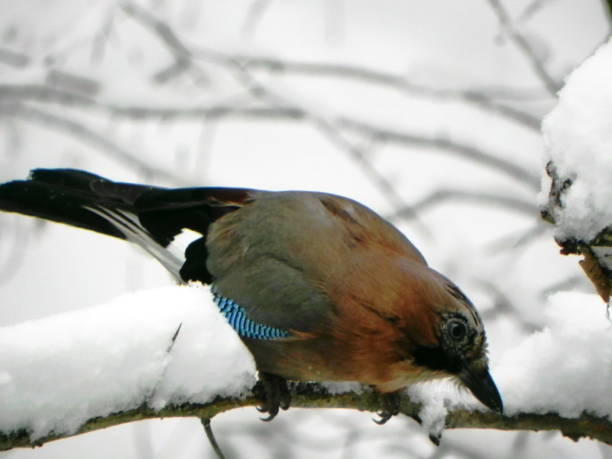 istock Bird Jay sitting on a branch. 1147066560