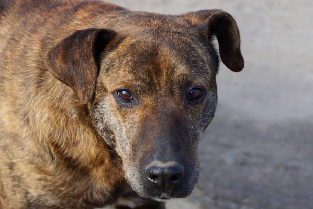 istock big brown dog head on gray background outside 1147066792