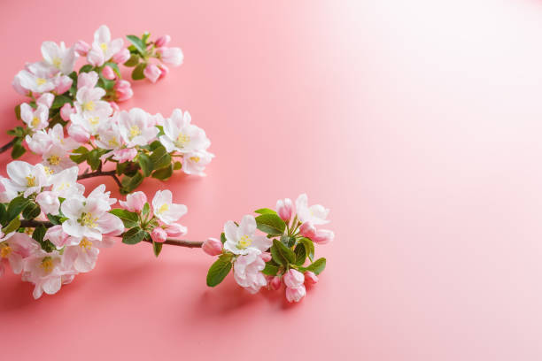 istock Sakura blooming, spring flowers on a pink background with space for a greeting message. The concept of spring and mother's day. Beautiful delicate pink cherry flowers in springtime 1147066814