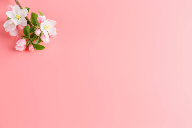 istock Sakura blooming, spring flowers on a pink background with space for a greeting message. The concept of spring and mother's day. Beautiful delicate pink cherry flowers in springtime 1147067015