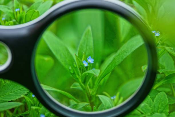 istock black magnifier increases small wild blue flowers with green leaves 1147067662