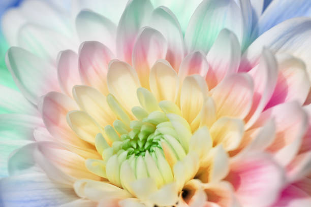 istock Flowers, flowers chrysanthemum 1147067668