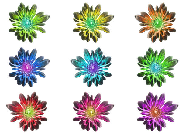 Group of Chrysant flower with shadows and center. Multicolored design