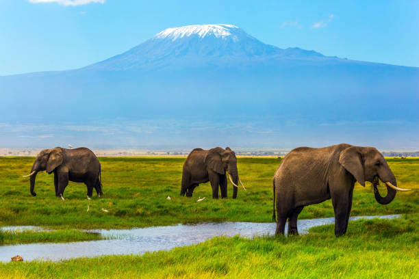 istock African elephants at Mount Kilimanjaro 1147067671