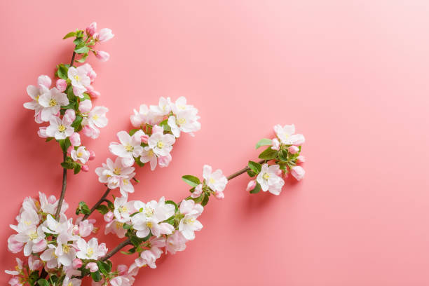 istock Sakura blooming, spring flowers on a pink background with space for a greeting message. The concept of spring and mother's day. Beautiful delicate pink cherry flowers in springtime 1147067766