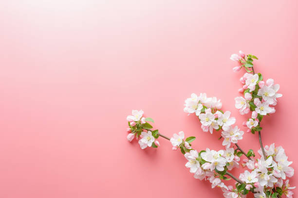 istock Sakura blooming, spring flowers on a pink background with space for a greeting message. The concept of spring and mother's day. Beautiful delicate pink cherry flowers in springtime 1147068045