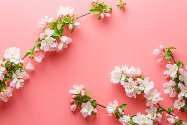 istock Sakura blooming, spring flowers on a pink background with space for a greeting message. The concept of spring and mother's day. Beautiful delicate pink cherry flowers in springtime 1147068067