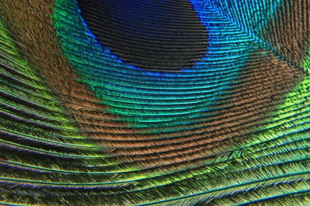 istock Macro texture of colorful Peacock feathers 1147068177