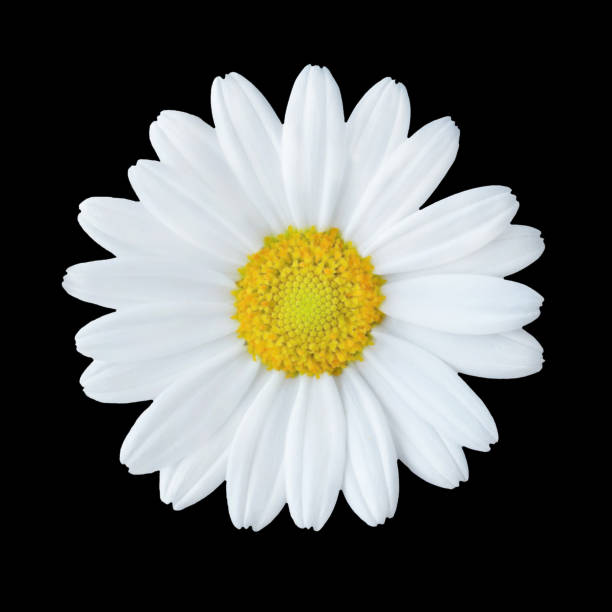 istock Daisy blossom close up and black background 1147068240