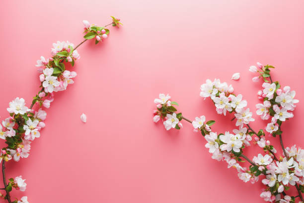 istock Sakura blooming, spring flowers on a pink background with space for a greeting message. The concept of spring and mother's day. Beautiful delicate pink cherry flowers in springtime 1147068663