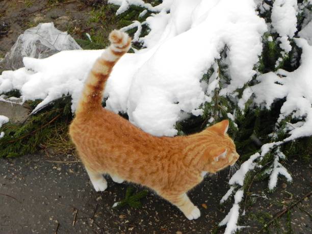 istock The cat is walking outdoors in the winter. 1147069066