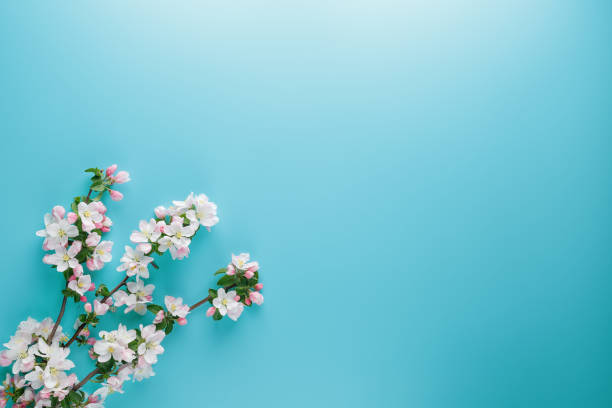 istock Blooming spring sakura on a blue background with space for a greeting message. The concept of spring and mother's day. Beautiful delicate pink cherry flowers in springtime 1147069200