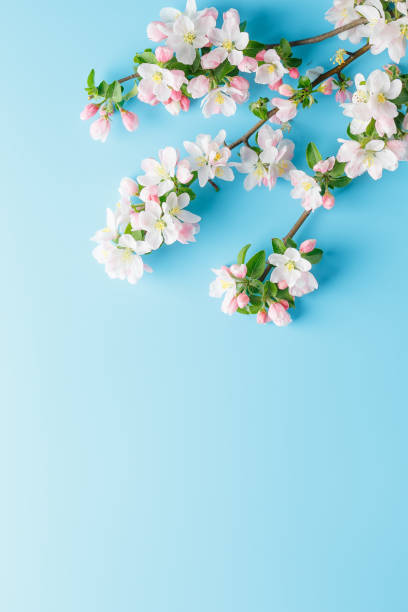 istock Blooming spring sakura on a blue background with space for a greeting message. The concept of spring and mother's day. Beautiful delicate pink cherry flowers in springtime 1147069474