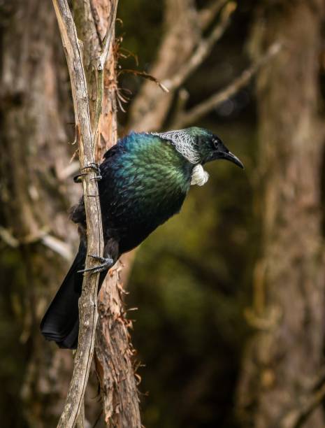 New Zealand native Tui bird with white tuft