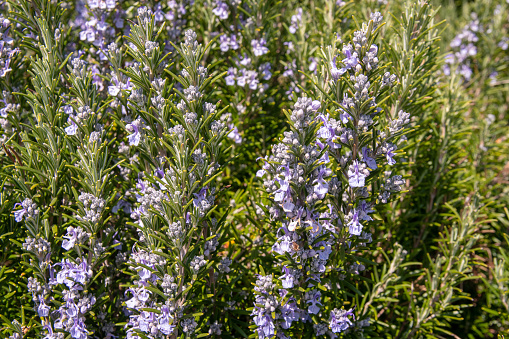 Detail of a rosemary plant in full bloom in springtime, Italy