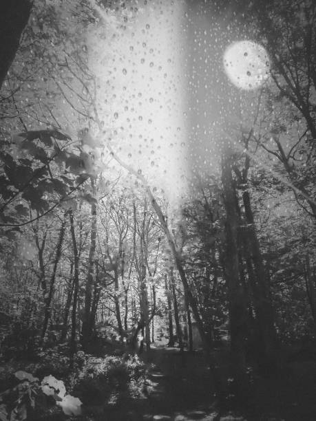 istock Raining in the woods black and white 1147072266