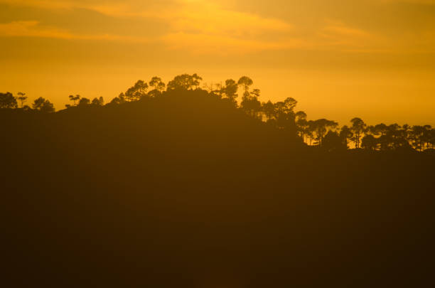 istock Forest of Canary Island pine (Pinus canariensis) at sunset. 1147073556