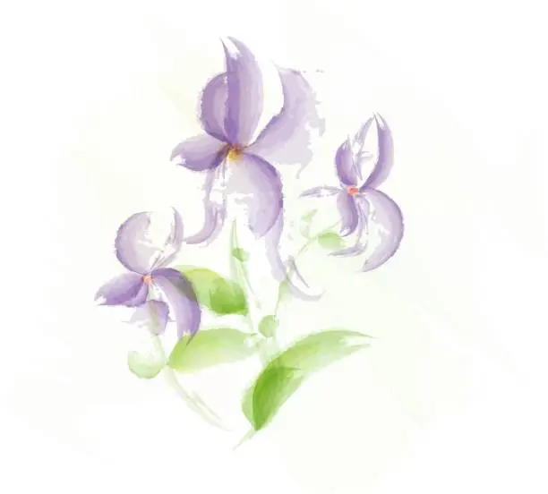 Vector illustration of Pansy watercolor hand drawn vector illustration