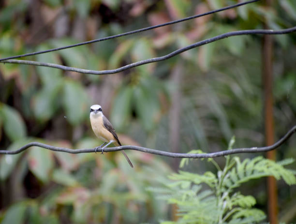Brown-rumped Minivet birds on the wire Brown-rumped Minivet birds on the wire red rumped swallow stock pictures, royalty-free photos & images