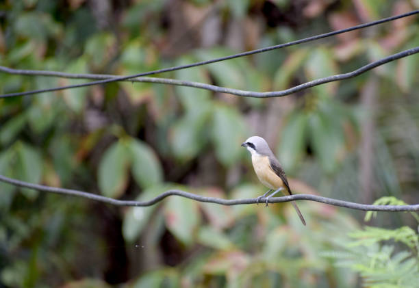 Brown-rumped Minivet birds on the wire Brown-rumped Minivet birds on the wire red rumped swallow stock pictures, royalty-free photos & images