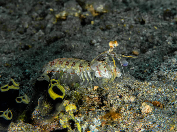 istock Mantis Shrimp, scuba diving in Lembeh 1147075039