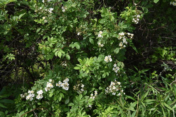 Multiflora rose blossoms Multiflora rose blossoms / Rosa multiflora rosa multiflora stock pictures, royalty-free photos & images