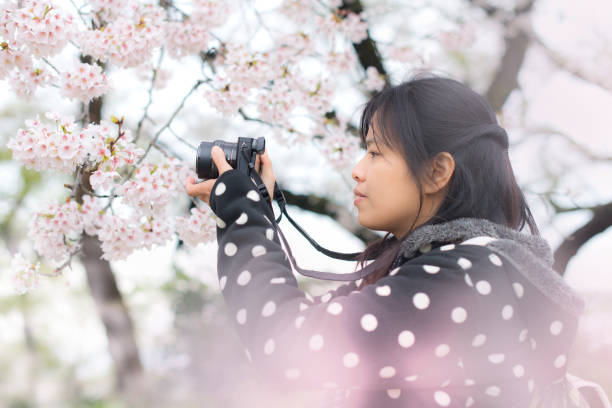 istock A traveler Sightseeing in Japan Cherry blossom 1147076148