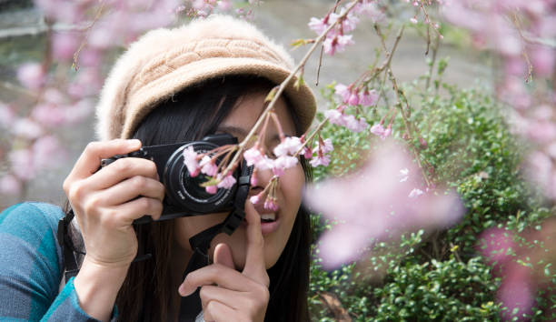 istock A traveler Sightseeing in Japan Cherry blossom 1147076358