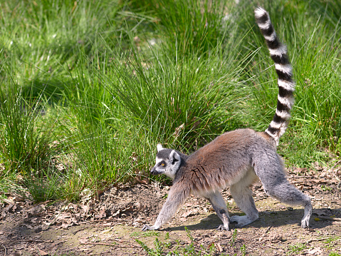 Ring-tailed lemur (Lemur catta) seen of profile and walking with tail in the air