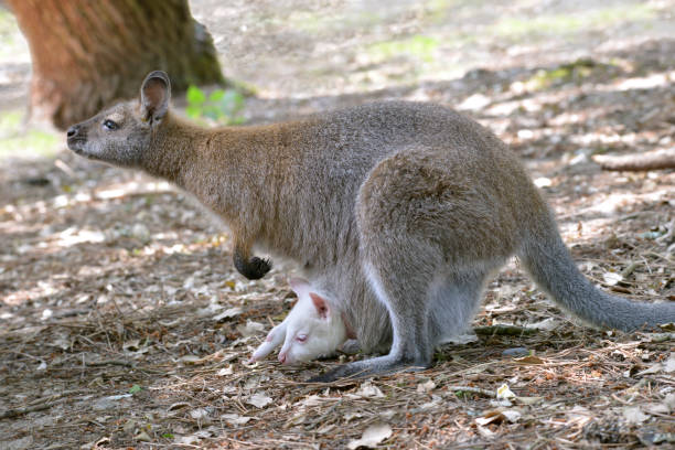 istock Red-necked wallaby and its joey 1147076963