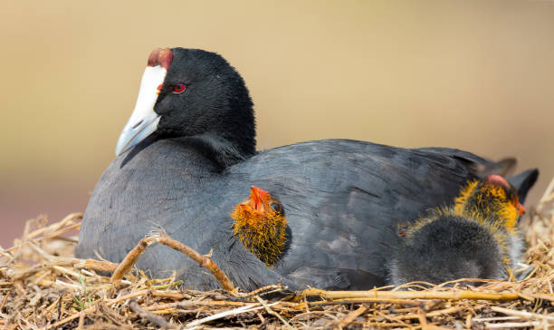 istock Red Knobbed Coot sitting on a nest with two chicks protecting them 1147077059