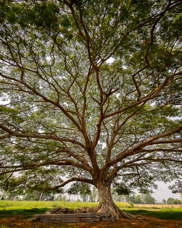 Samanea saman, albizia saman, or the rain tree near Phrae, Thailand.
