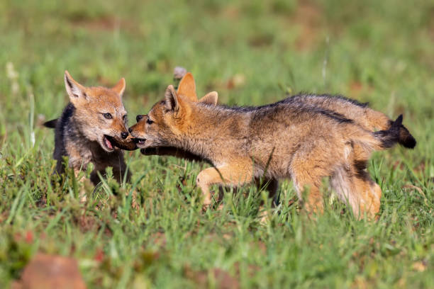 istock Three Black Backed Jackal puppies play in short green grass to develop their skills 1147077319